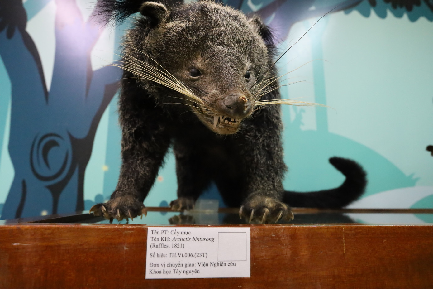 Bà Trần Thị Thùy Yên - Phó Giám đốc Sở Khoa học và Công nghệ TP Huế, cho hay, Bảo tàng đã sắp xếp lại khu vực trưng bày và bố trí đội ngũ hướng dẫn viên, kể cả vào thứ bảy, để mang đến trải nghiệm tốt nhất cho khách tham quan. Không gian bảo tàng không chỉ là nơi lưu trữ mà còn là cầu nối giữa khoa học và cộng đồng, đồng thời kể những câu chuyện sống động về thiên nhiên, khơi dậy niềm đam mê khám phá cho mọi người. Bà Trần Thị Thùy Yên - Phó Giám đốc Sở Khoa học và Công nghệ TP Huế, cho hay, Bảo tàng đã sắp xếp lại khu vực trưng bày và bố trí đội ngũ hướng dẫn viên, kể cả vào thứ bảy, để mang đến trải nghiệm tốt nhất cho khách tham quan. Không gian bảo tàng không chỉ là nơi lưu trữ mà còn là cầu nối giữa khoa học và cộng đồng, đồng thời kể những câu chuyện sống động về thiên nhiên, khơi dậy niềm đam mê khám phá cho mọi người.