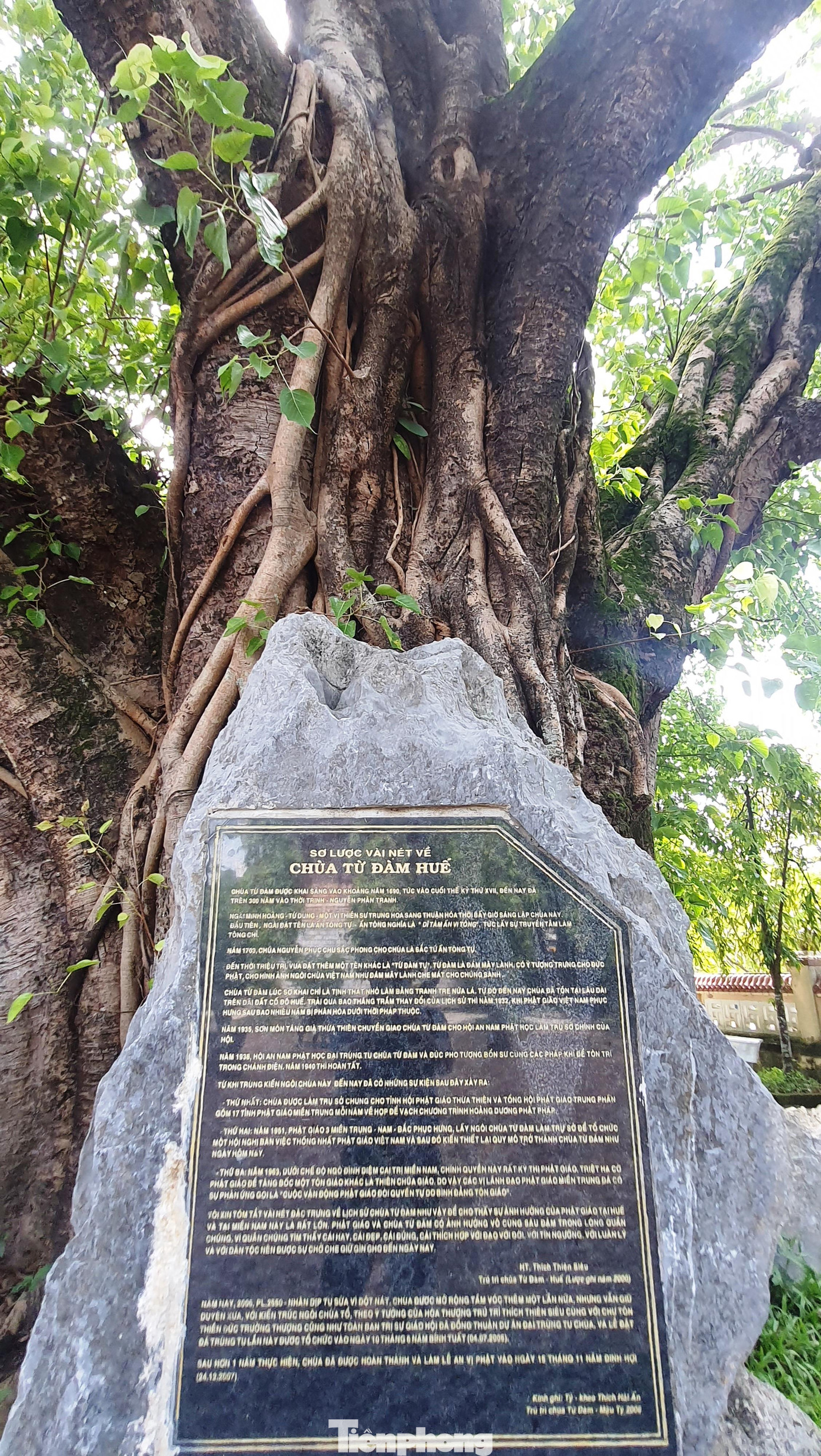 Văn bia giới thiệu sơ lược lịch sử hình thành, quá trình tồn tại, vai trò, các tên gọi của chùa... được thiết đặt dưới gốc một cây bồ đề cổ thụ cạnh cổng ngôi cổ tự. Ảnh: N.V
