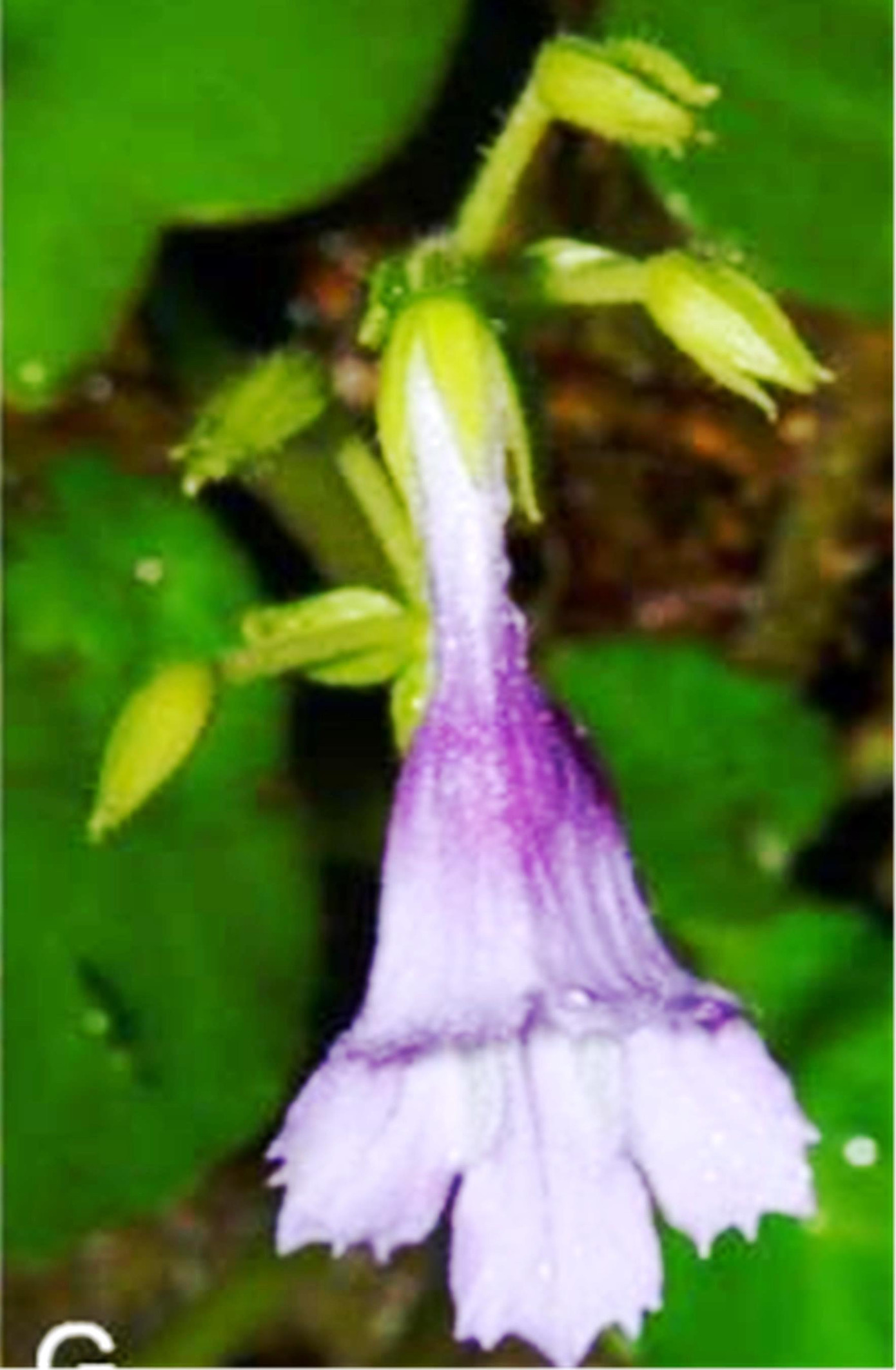 Loài hoa mới được phát hiện này được đánh giá là loài sắp nguy cấp (VU,D2) theo tiêu chí Sách đỏ của IUCN, nên cần được quan tâm bảo vệ. Ảnh: Đinh Diễn Loài hoa mới được phát hiện này được đánh giá là loài sắp nguy cấp (VU,D2) theo tiêu chí Sách đỏ của IUCN, nên cần được quan tâm bảo vệ. Ảnh: Đinh Diễn