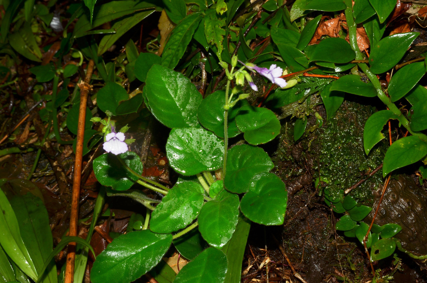 Loài hoa mới được phát hiện lần đầu tiên tại khu vực rừng núi TT-Huế. Ảnh: Đinh Diễn Loài hoa mới được phát hiện lần đầu tiên tại khu vực rừng núi TT-Huế. Ảnh: Đinh Diễn