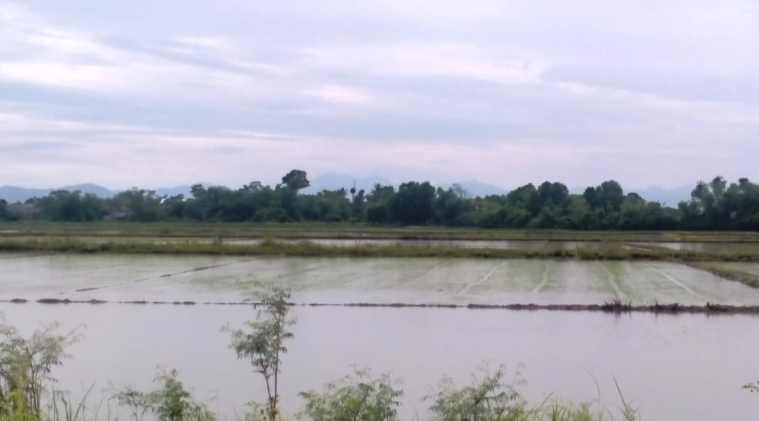 Lúa hè thu tại huyện Quảng Điền, TT-Huế, vừa mới gieo sạ bị ngập úng, nguy cơ thối chết phải gieo sạ lại do mưa lớn bất thường. Ảnh: CTV.