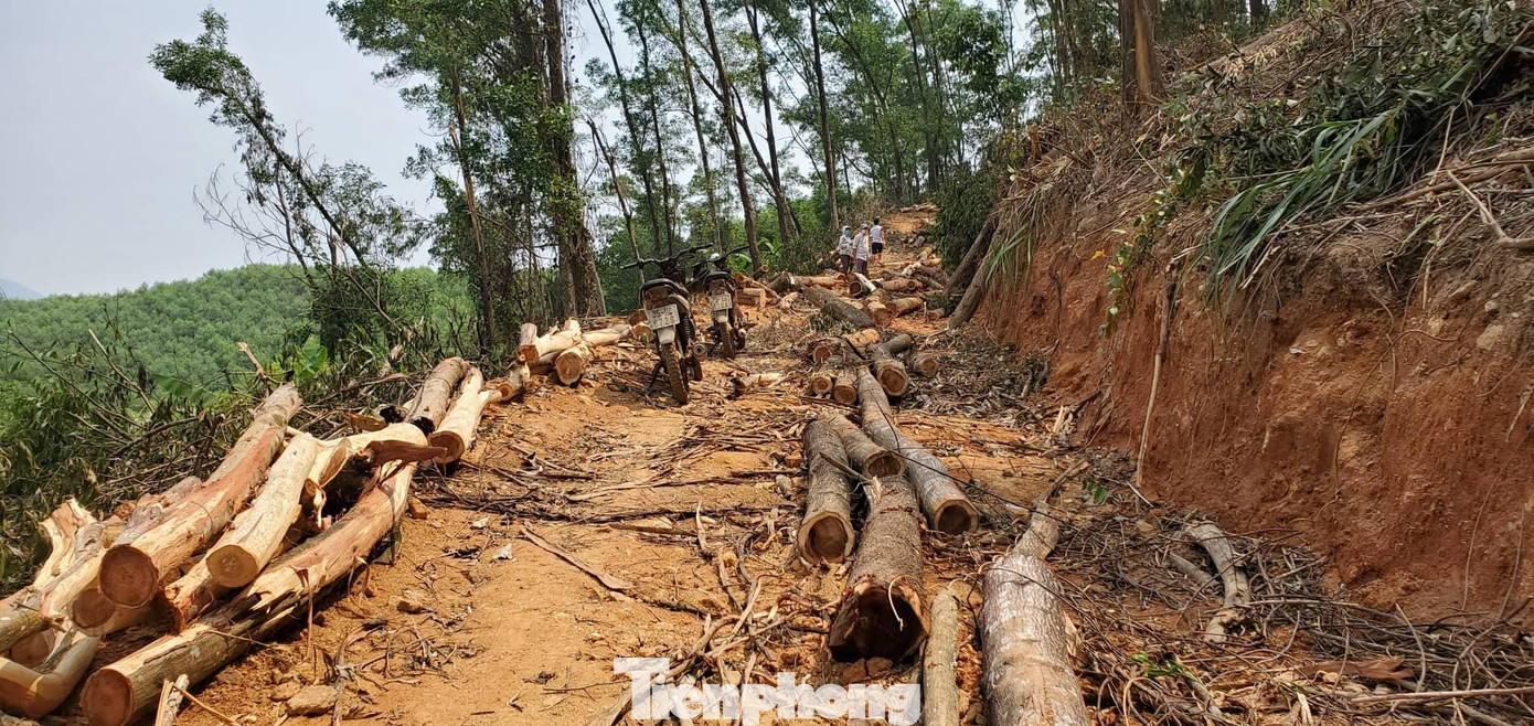 Hàng loạt cây keo rừng JIBIC bị đốn hạ trái phép, do nhóm đối tượng không có thẩm quyền ngang nhiên thực hiện Hàng loạt cây keo rừng JIBIC bị đốn hạ trái phép, do nhóm đối tượng không có thẩm quyền ngang nhiên thực hiện
