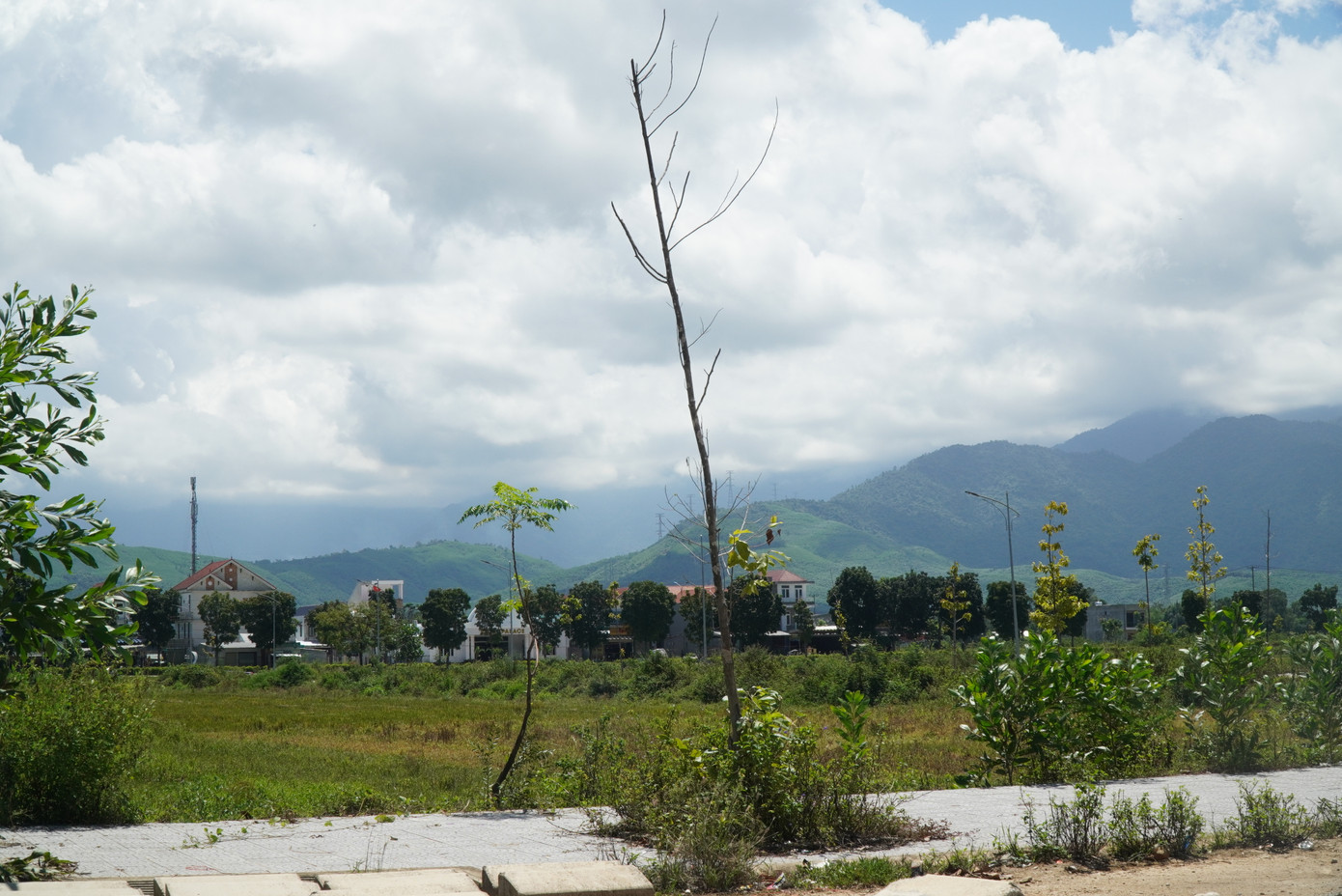 Hệ thống cây xanh đường phố trồng chưa lâu tại đây do không có người chăm sóc, bảo dưỡng đã bị đổ ngã, chết khô.