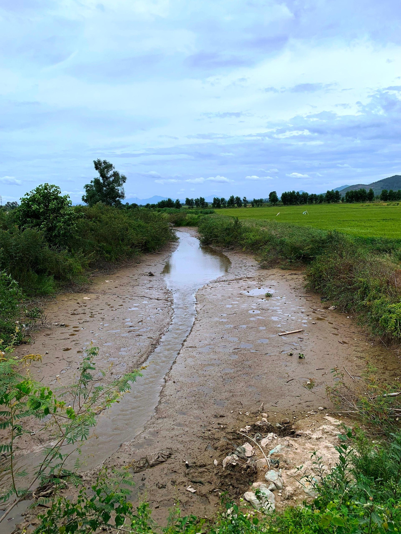 Huế nắng nóng kỷ lục, dân chắt gạn từng khối nước cứu lúa ảnh 1