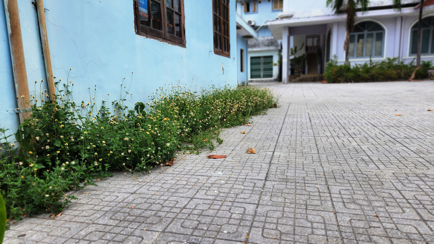 Cỏ dại xuyến chi xâm lấn lên phần sân, tường nhà thuộc trụ sở cũ của Sở Y tế TT-Huế.