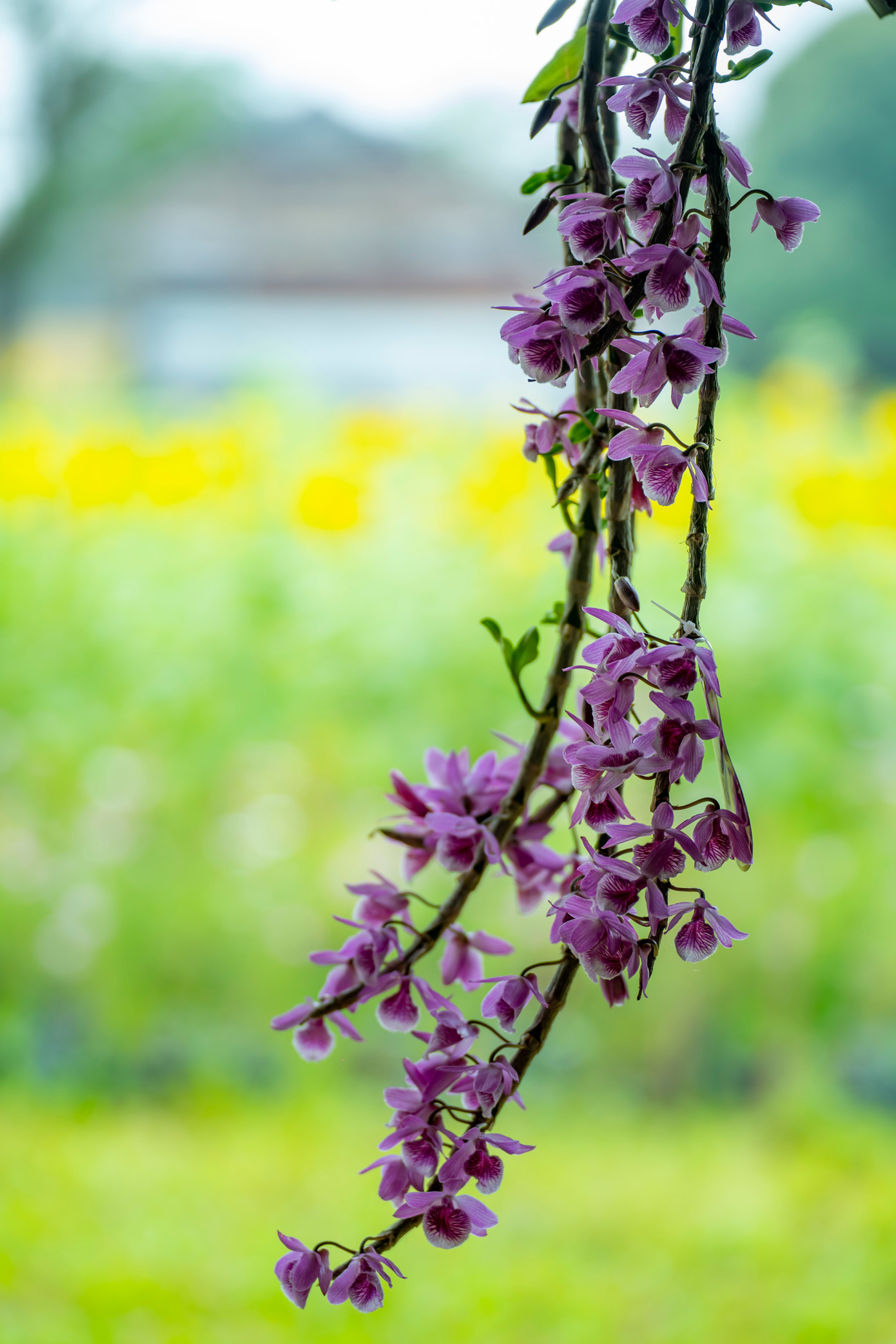 Những khóm lan tuyệt đẹp. Ảnh: Đ.H