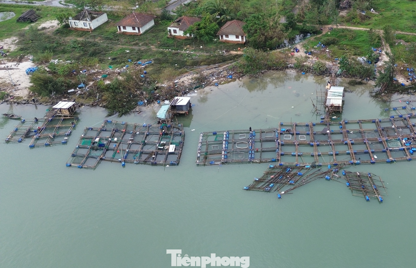 Trước mùa mưa bão, do đầu ra tiêu thụ cá nuôi trên địa bàn Lăng Cô gặp khó khăn, cá thu hoạch bán chậm nên lượng thủy sản nuôi ở các lồng bè còn tồn đọng nhiều. “Nhà cửa bị bão tàn phá, lồng nuôi rách nát, cá nuôi ở vùng nước mặn không chỉ bị thất thoát ra ngoài khi bị sóng đánh, mà số còn lại trong những khu lồng lành lặn không thể sống được do bị ngạt nước, sốc ngọt. Người nuôi cá chịu thiệt đơn, thiệt kép. Cá đã đến kỳ thu hoạch nhưng giờ không còn gì nữa, mỗi lồng nuôi của gia đình tôi bị thiệt hại hơn 100 triệu đồng", ông Thọ than.