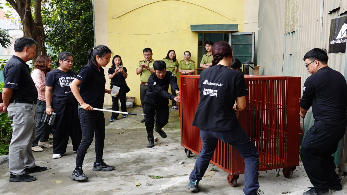 Chuẩn bị đưa gấu lên xe để chuyển đến nơi chăm sóc mới.