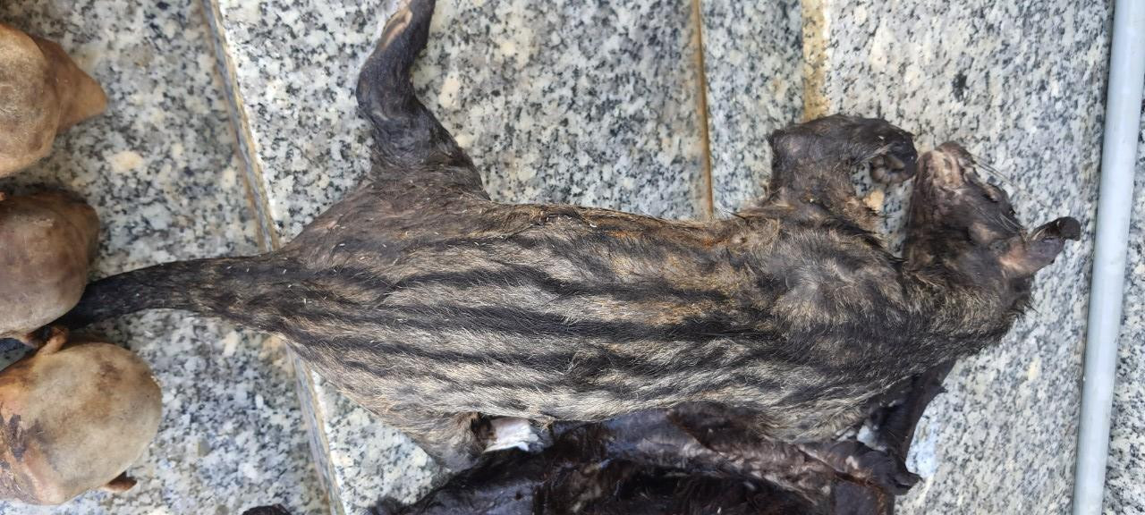 Tang vật xác động vật rừng do nhóm đối tượng săn bắt trái phép