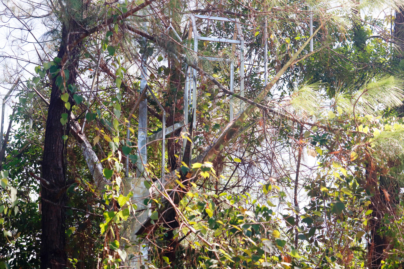 Chẳng mấy ai còn nhận ra tác phẩm điêu khắc bằng kim loại này vốn đã bị cây rừng xâm lấn, che phủ dày kín.