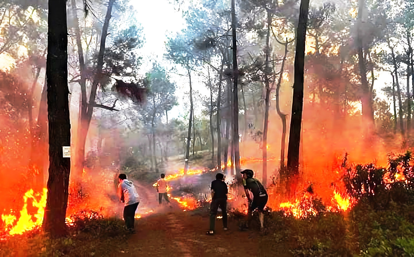 Hiện trường rừng thông cảnh quan bị cháy. Ảnh: CTV Hiện trường rừng thông cảnh quan bị cháy. Ảnh: CTV