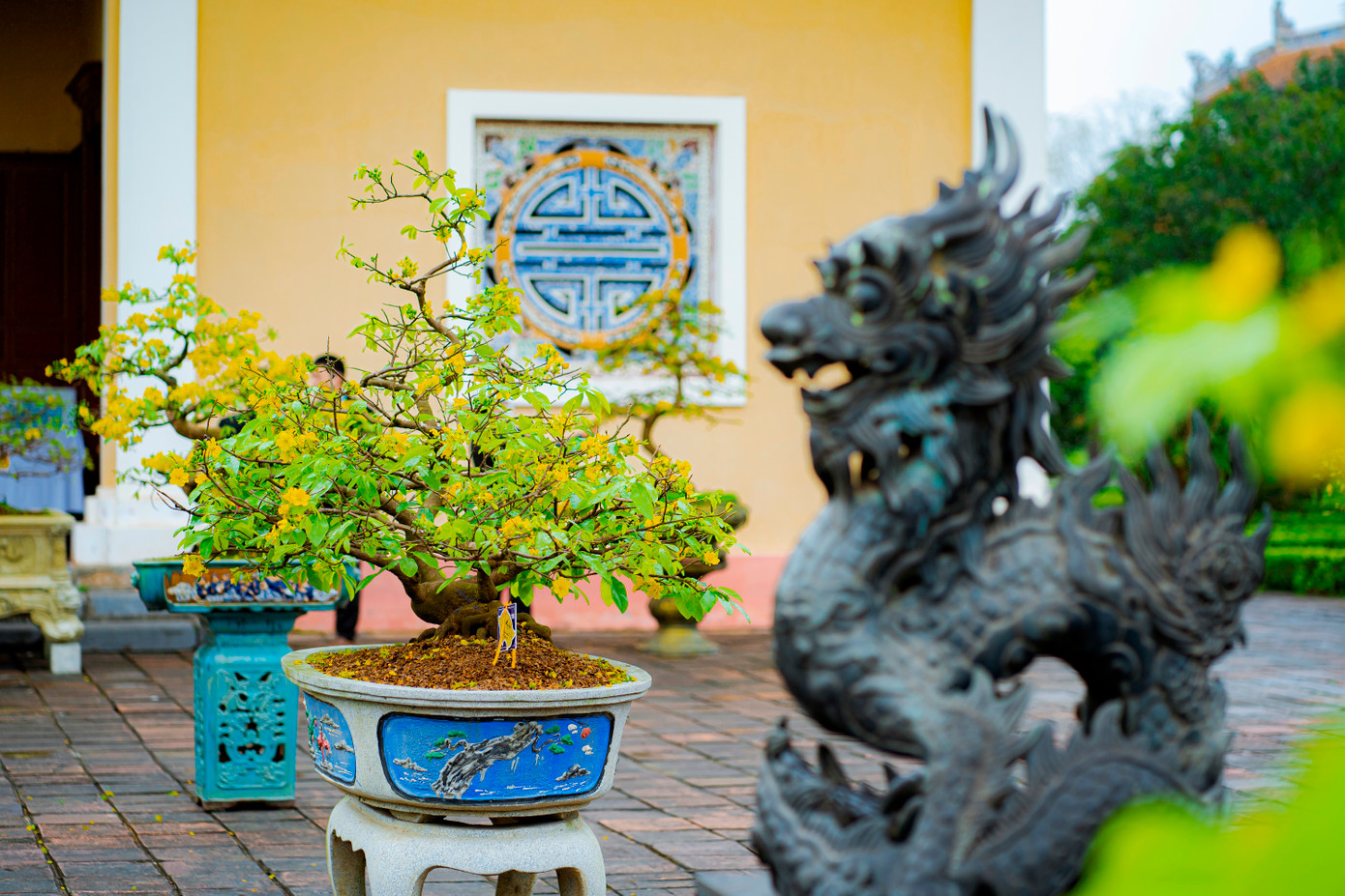 Để chơi được mai Huế cần sự đam mê. Người chăm sóc mai phải làm sao cho hoa mai được đâm chồi nảy lộc đúng dịp, những cánh mai được lâu tàn và giữ được màu vàng vương giả của hoa mai. Ảnh: Đình Hoàng. Để chơi được mai Huế cần sự đam mê. Người chăm sóc mai phải làm sao cho hoa mai được đâm chồi nảy lộc đúng dịp, những cánh mai được lâu tàn và giữ được màu vàng vương giả của hoa mai. Ảnh: Đình Hoàng.