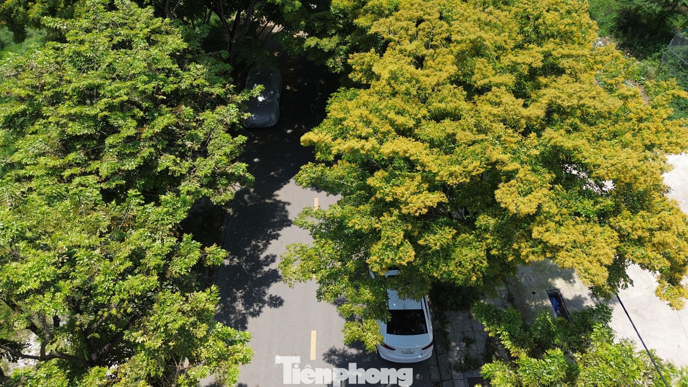 Hoa sưa tạo nên sự mới lạ cho phố xá hiện đại ở Huế.