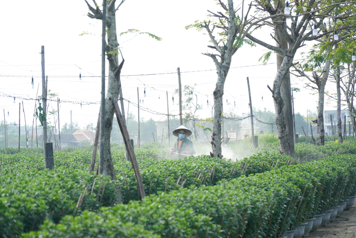 Theo lãnh đạo UBND phường Thủy Vân, trồng hoa Tết bằng chậu bê tông được nhiều hộ dân địa phương xem như nghề truyền thống, duy trì qua hàng chục năm nay, giúp bà con cải thiện sinh kế, nâng cao thu nhập cho gia đình. Theo lãnh đạo UBND phường Thủy Vân, trồng hoa Tết bằng chậu bê tông được nhiều hộ dân địa phương xem như nghề truyền thống, duy trì qua hàng chục năm nay, giúp bà con cải thiện sinh kế, nâng cao thu nhập cho gia đình.