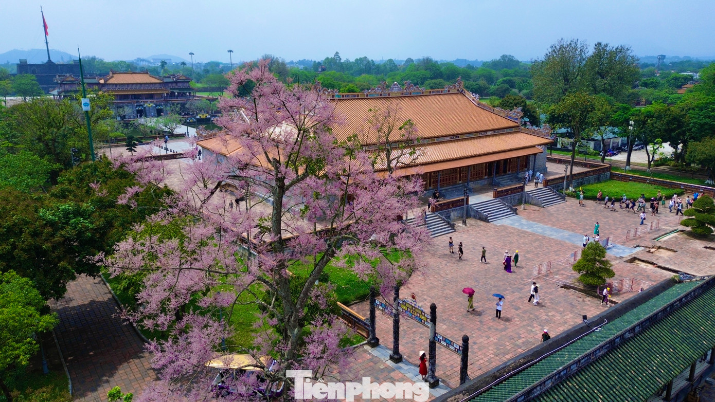 Mỗi năm, cứ dịp cuối xuân đầu hạ, tại Huế có một loài cây độc đáo đua nhau khoe sắc hoa hồng tím tươi thắm, quý phái, thanh tao. Đó là hoa ngô đồng được mệnh danh là loài "vương giả chi hoa", trồng phổ biến tại khu vực Đại nội - Hoàng cung Huế và một số công viên ven sông Hương, lăng tẩm nhà Nguyễn... Mỗi năm, cứ dịp cuối xuân đầu hạ, tại Huế có một loài cây độc đáo đua nhau khoe sắc hoa hồng tím tươi thắm, quý phái, thanh tao. Đó là hoa ngô đồng được mệnh danh là loài "vương giả chi hoa", trồng phổ biến tại khu vực Đại nội - Hoàng cung Huế và một số công viên ven sông Hương, lăng tẩm nhà Nguyễn...