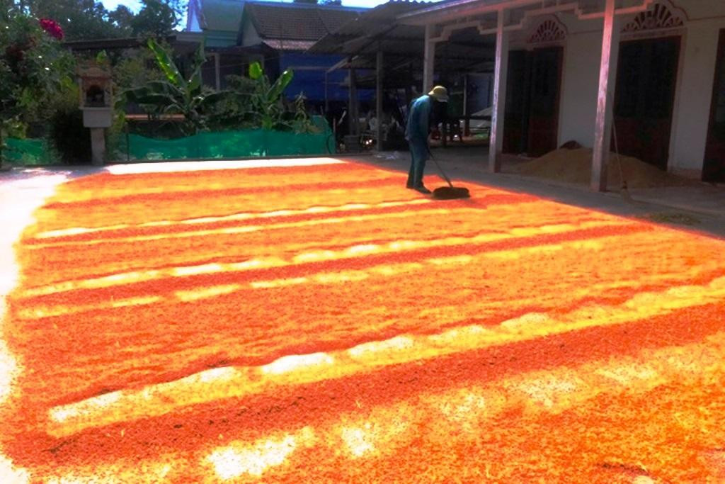 Phơi lúa vừa gặt tuốt từ đồng về ở bên trong vùng phong tỏa.