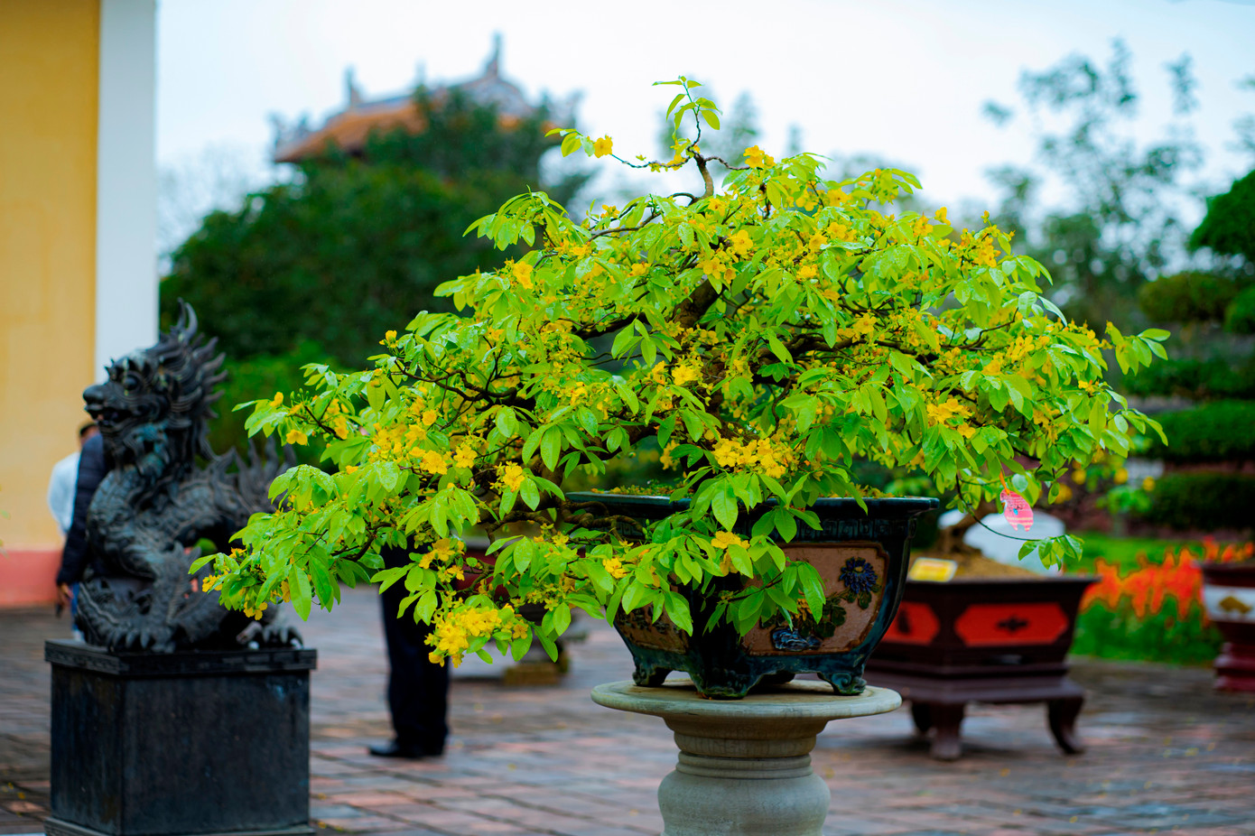 Theo ông Huỳnh Tiến Đạt, Giám đốc Trung tâm Festival Huế, lễ hội Hoàng mai Huế 2023 được tổ chức từ ngày 13 đến 19/1, tại công viên Thương Bạc (TP Huế). Ảnh: Đình Hoàng. Theo ông Huỳnh Tiến Đạt, Giám đốc Trung tâm Festival Huế, lễ hội Hoàng mai Huế 2023 được tổ chức từ ngày 13 đến 19/1, tại công viên Thương Bạc (TP Huế). Ảnh: Đình Hoàng.
