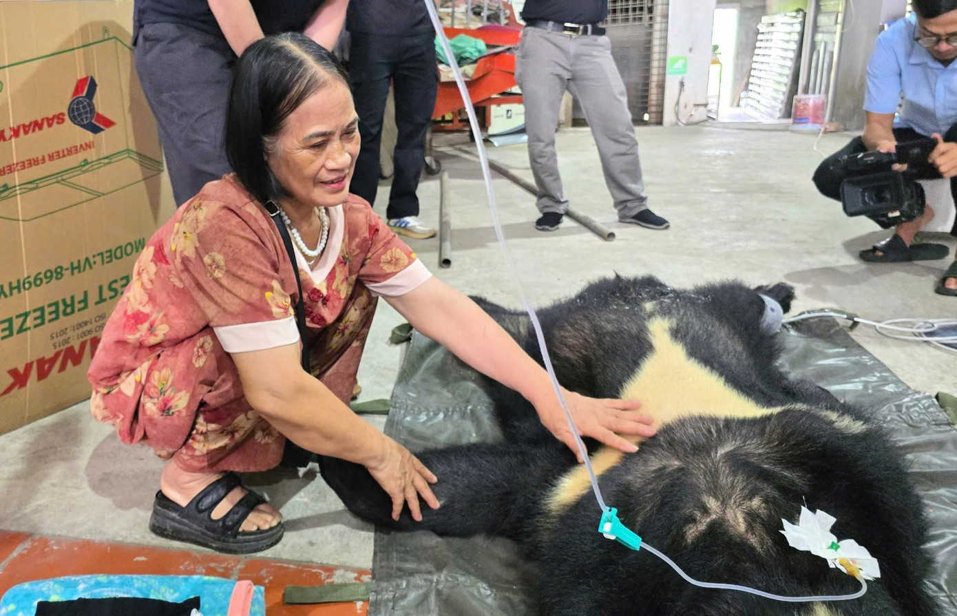 Bà Phạm Thị Hơn đã chăm sóc gấu ngựa Smokey gần 20 năm, trước khi tự nguyện chuyển giao cho cơ quan chức năng.