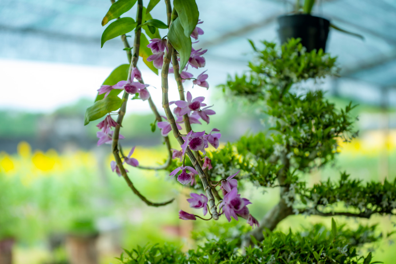 Triển lãm là dịp để các nghệ nhân cây kiểng và hoa phong lan 3 miền có dịp trao đổi kinh nghiệm và giới thiệu đến công chúng trong, ngoài nước những tác phẩm cây kiểng, hoa phong lan đẹp nhất, thể hiện đặc trưng cho từng vùng miền. Ảnh: Đ.H