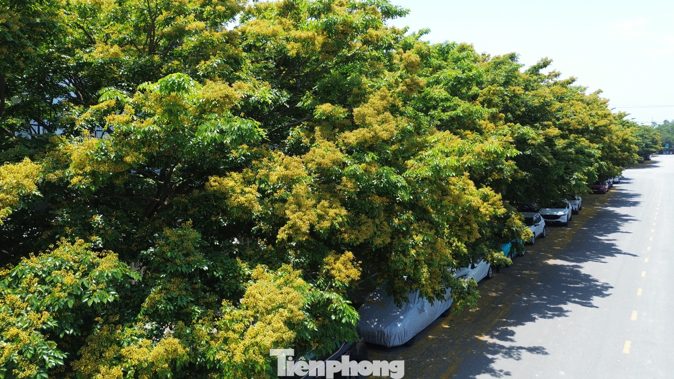 Giữa những tòa cao tầng, các công trình kiến trúc mới và nhịp sống hối hả của khu đô thị, hoa sưa bung nở như một sự hòa quyện của cây lá tự nhiên với phố xá hiện đại.