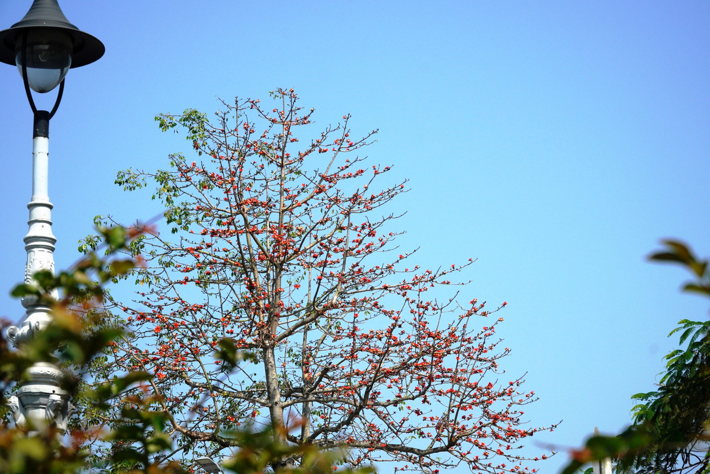 Theo Trung tâm Công viên Cây xanh Huế, trên địa bàn TP. Huế hiện có khoảng 60 cây hoa gạo. Cây có nguồn gốc từ các tỉnh phía Bắc. Sau nhiều năm chuyển về trồng tại Huế, cây gạo đã thích nghi với khí hậu vùng đất này nên phát triển tốt và thường nở hoa rất đẹp, bắt mắt, ấn tượng vào dịp cuối mùa xuân. Ảnh: Ngọc Văn