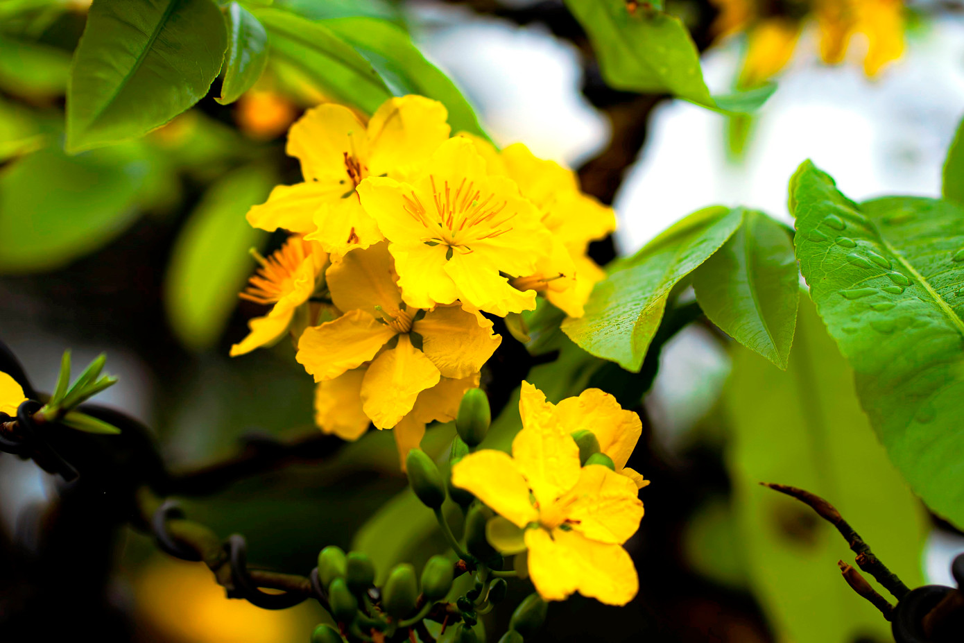 Mai vàng Huế có lộc xanh, cành lộc dày, hoa có cuống ngắn, 5 cánh màu vàng đậm, viền lượn sóng, mặt phẳng, các cánh xếp khít nhau, hương thơm dịu nhẹ. Đây là đặc tính cảm quan của Hoàng mai Huế, dùng để phân biệt các loại mai khác. Ảnh: Đình Hoàng. Mai vàng Huế có lộc xanh, cành lộc dày, hoa có cuống ngắn, 5 cánh màu vàng đậm, viền lượn sóng, mặt phẳng, các cánh xếp khít nhau, hương thơm dịu nhẹ. Đây là đặc tính cảm quan của Hoàng mai Huế, dùng để phân biệt các loại mai khác. Ảnh: Đình Hoàng.