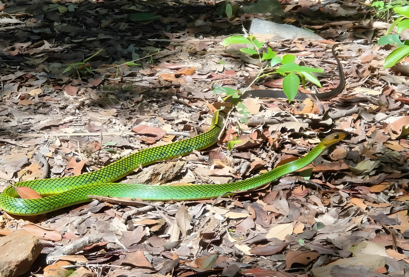 Rắn ráo xanh Bạch Mã - loài bò sát mới được phát hiện tại Vườn Quốc gia Bạch Mã. Ảnh: H.N.Phương
