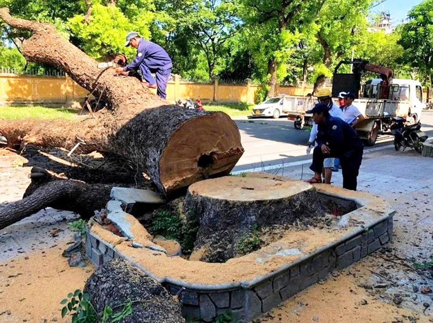 Gỗ cây sẽ được dùng để tạc tượng nghệ thuật. Ảnh: Đ.D Gỗ cây sẽ được dùng để tạc tượng nghệ thuật. Ảnh: Đ.D