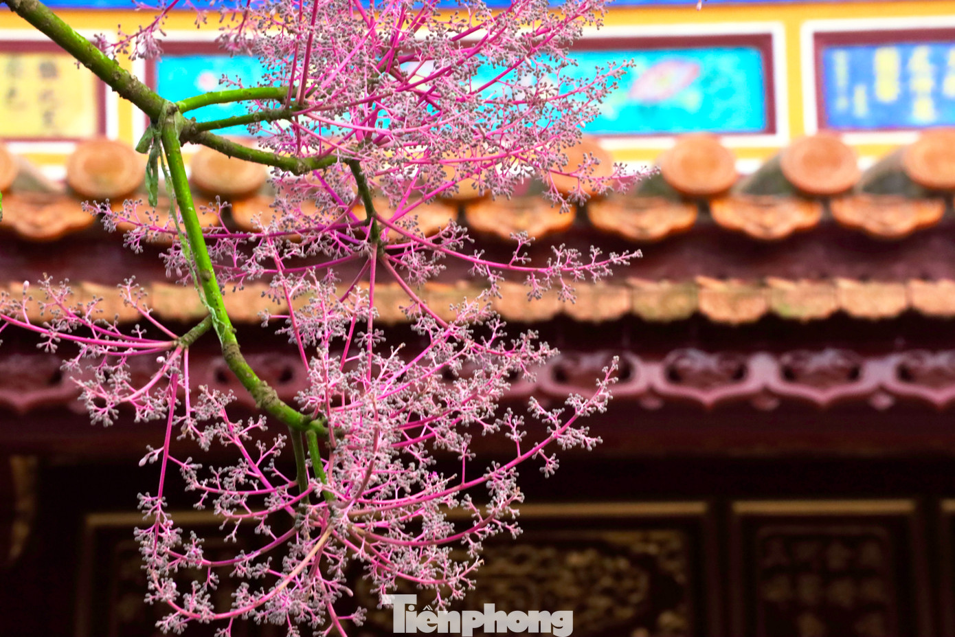 Ngô đồng, còn được gọi là cây thanh đồng, từ lâu đã là loài cây nổi tiếng về sự trân quý, thanh tao, là một trong những hình ảnh biểu tượng đặc sắc trong nền văn hóa Á Đông. Đây không chỉ là một loài cây hiếm gặp mà còn thể hiện sự vương giả, được xem là biểu tượng thiêng liêng của triều đình. Ngô đồng, còn được gọi là cây thanh đồng, từ lâu đã là loài cây nổi tiếng về sự trân quý, thanh tao, là một trong những hình ảnh biểu tượng đặc sắc trong nền văn hóa Á Đông. Đây không chỉ là một loài cây hiếm gặp mà còn thể hiện sự vương giả, được xem là biểu tượng thiêng liêng của triều đình.