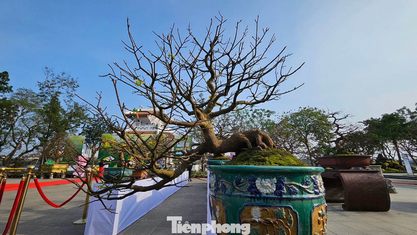 Không chỉ giới hạn trong giới chơi mai vàng xứ Huế, ngày hội còn quy tụ những tác phẩm mai kiểng, mai thế “độc lạ” của nghệ nhân trong cả nước, cùng tham gia giao lưu, gặp gỡ, quảng bá sản phẩm, mua bán những cây mai quý.