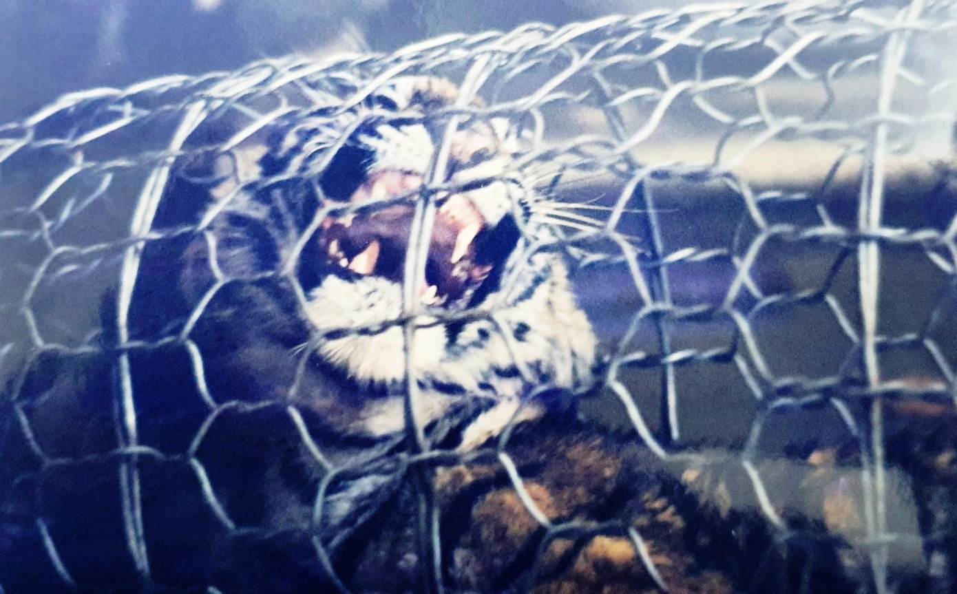 Thời điểm giải cứu gần 24 năm trước, chú hổ con bị thương nặng ở chân, sức khỏe yếu (ảnh tư liệu N.Đ.A.T) Thời điểm giải cứu gần 24 năm trước, chú hổ con bị thương nặng ở chân, sức khỏe yếu (ảnh tư liệu N.Đ.A.T)