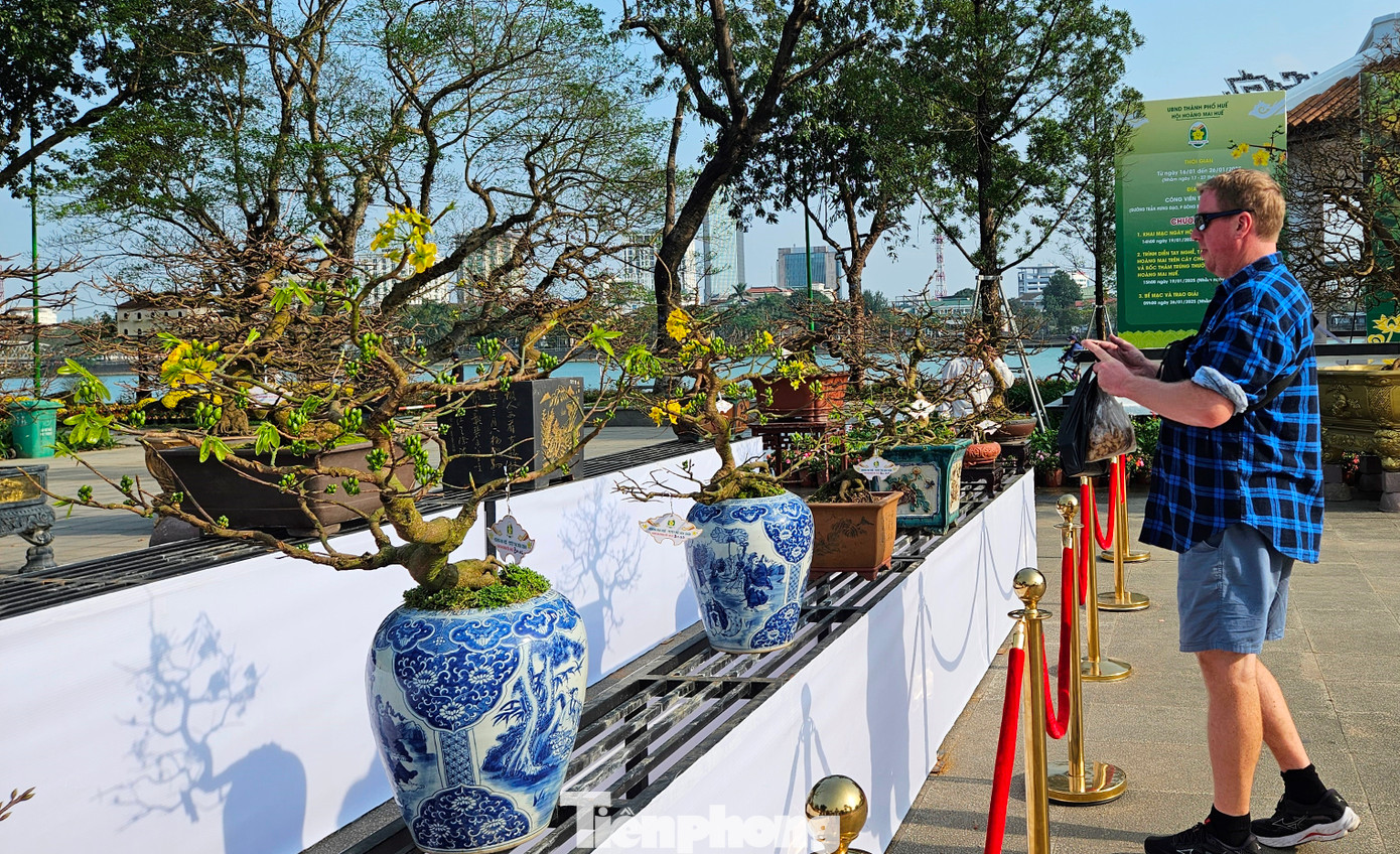 Những gốc mai vàng Huế xuất hiện ở đây có giá từ vài chục triệu đồng cho đến tiền tỷ.