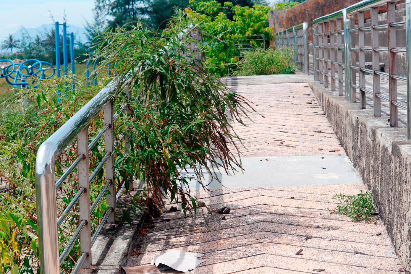 Theo thời gian, nơi đây phủ đầy cỏ dại, trở thành bãi chăn thả trâu bò của người dân địa phương.