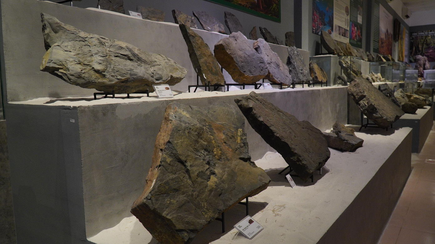 Theo Bảo tàng Hoá thạch Hà Nội, sau hai năm tìm kiếm và sưu tầm, đơn vị đã thu thập được hơn 14.000 mẫu vật; 2.500 tấn gỗ hóa thạch từ khắp nơi trên thế giới và được giới khoa học đánh giá là kho báu vô giá của ngành Cổ sinh vật học nước nhà. Ảnh: Ngọc Văn