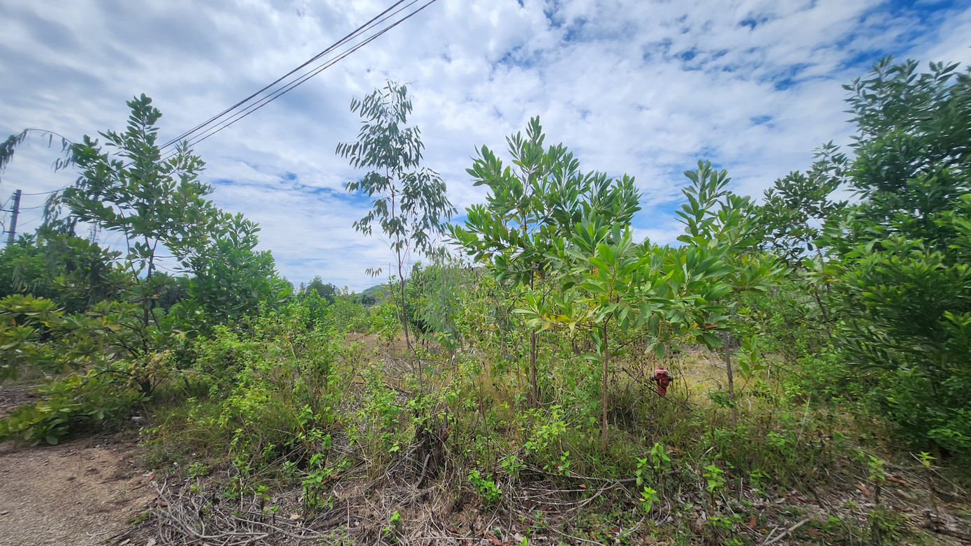 Khu quy hoạch tập trung kinh doanh phế liệu trị giá hơn 3,1 tỷ đồng này hiện đã trở thành vùng đất hoang gây lãng phí, cây cối mọc um tùm như một cánh rừng.