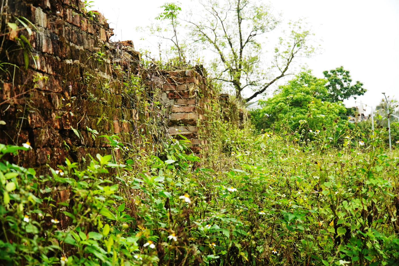 Tại Thượng thành, Eo bầu, khu vực phía Đông giáp với đường Xuân 68 vốn đã được chỉnh trang, dọn dẹp từ giữa năm 2023, đến nay, cỏ dại, cây cối đã mọc um tùm, xanh tốt trở lại. Có nơi cây dại tái sinh mọc cao quá đầu người, tái xâm lấn lên bờ Kinh thành. Nơi đây sắp trở lại cảnh rừng hoang như trước kia.