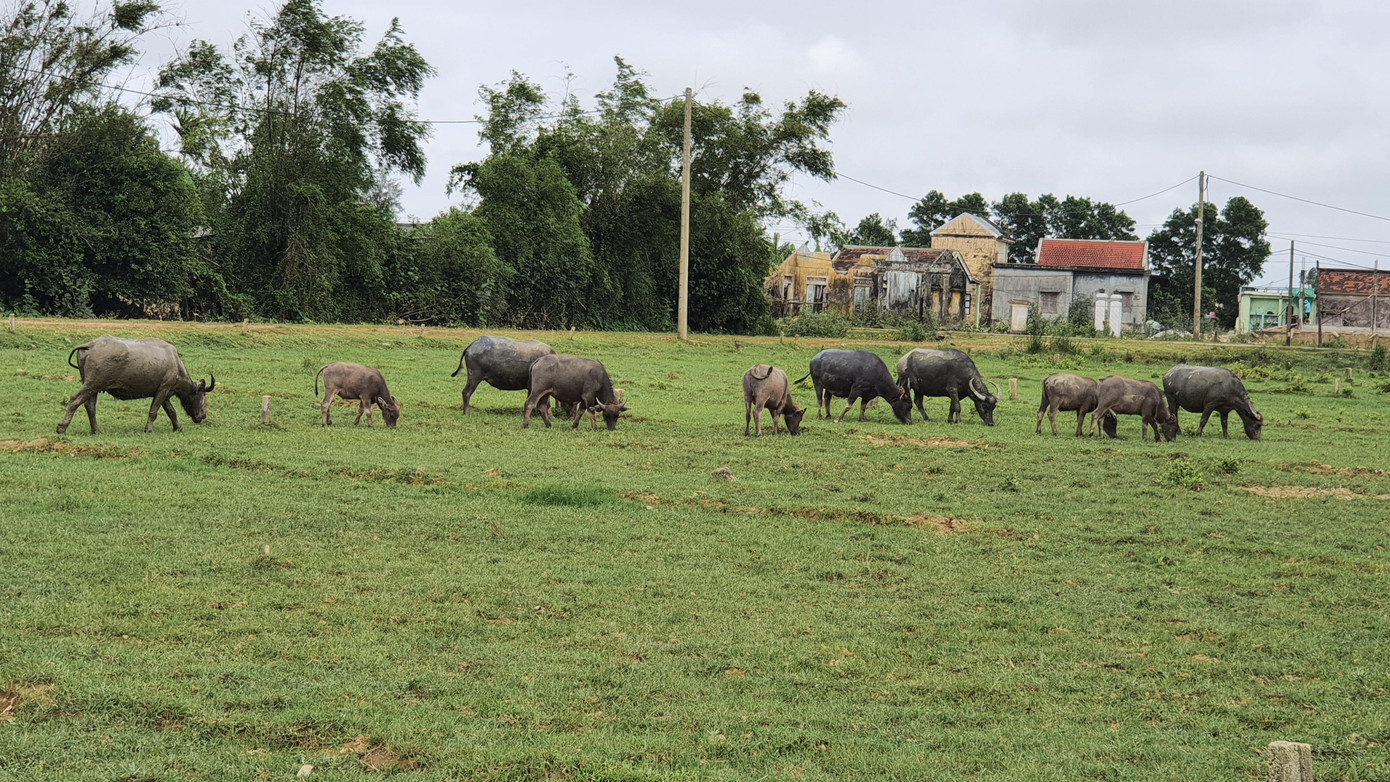 Việc phớt lờ đầu tư hạ tầng kỹ thuật khu đất trước khi tổ chức bán đấu giá là "làm ngược" quy định của UBND tỉnh TT-Huế