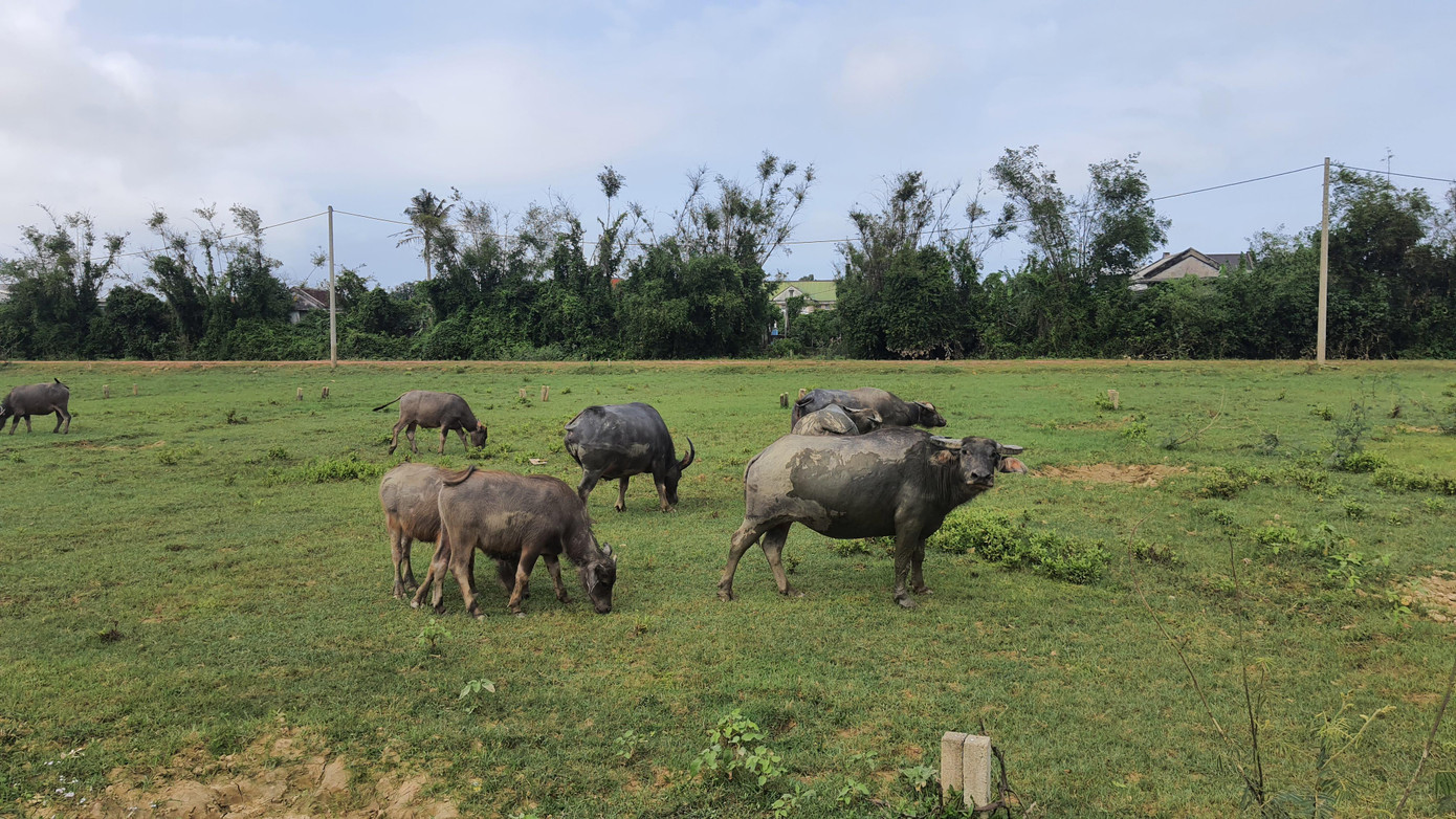 Khu quy hoạch dân cư bán đấu giá hiện vẫn bãi chăn thả trâu bò, không đường, không điện, không có nước sinh hoạt