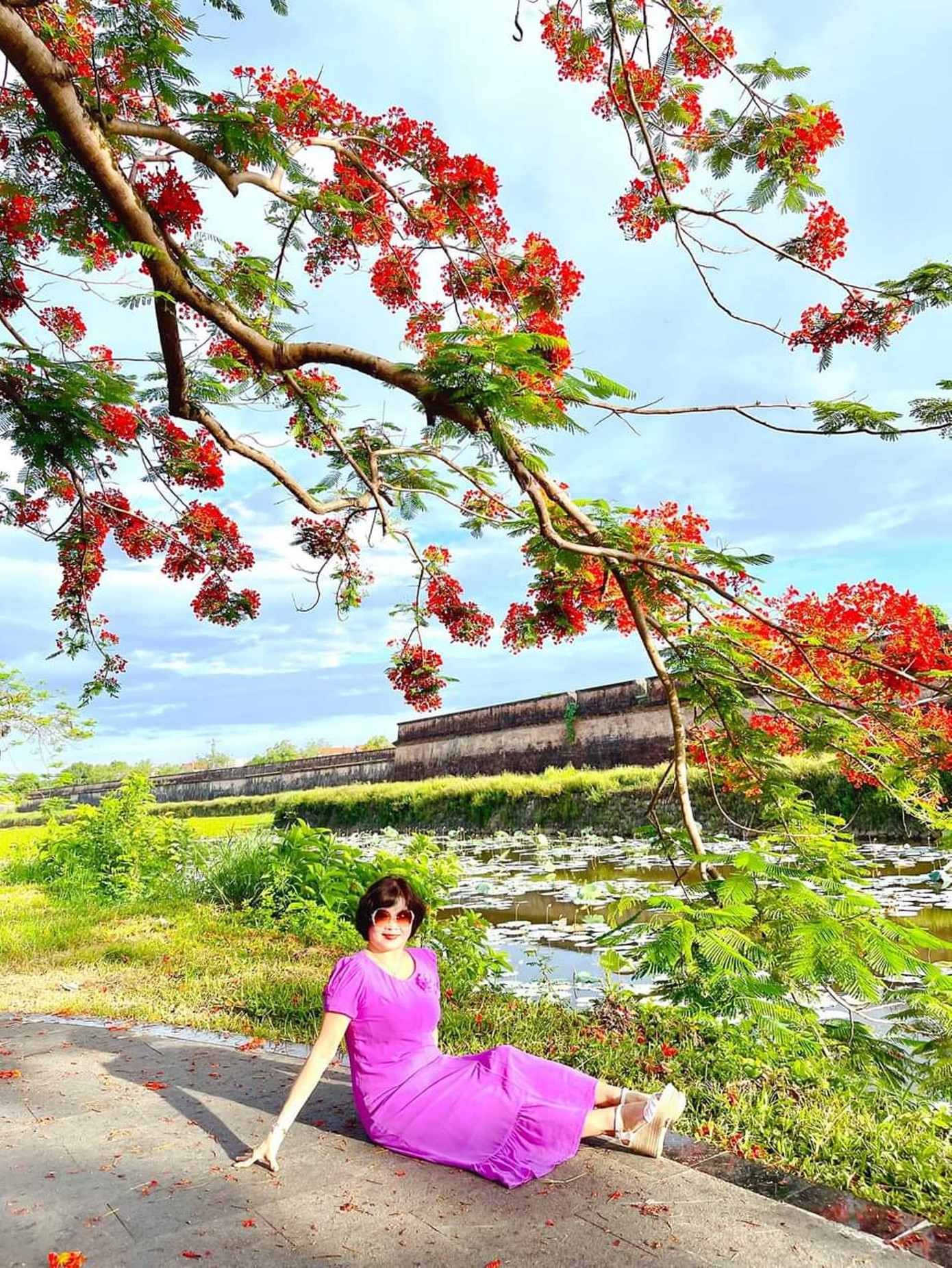 Đáng chú ý, trong khu vực Kinh thành Huế, những cây phượng già hàng chục năm tuổi bung nở sắc hoa đỏ rực rỡ đã trở thành điểm check-in, chụp ảnh lưu niệm của nhiều người. Ảnh: FB Kim Khánh