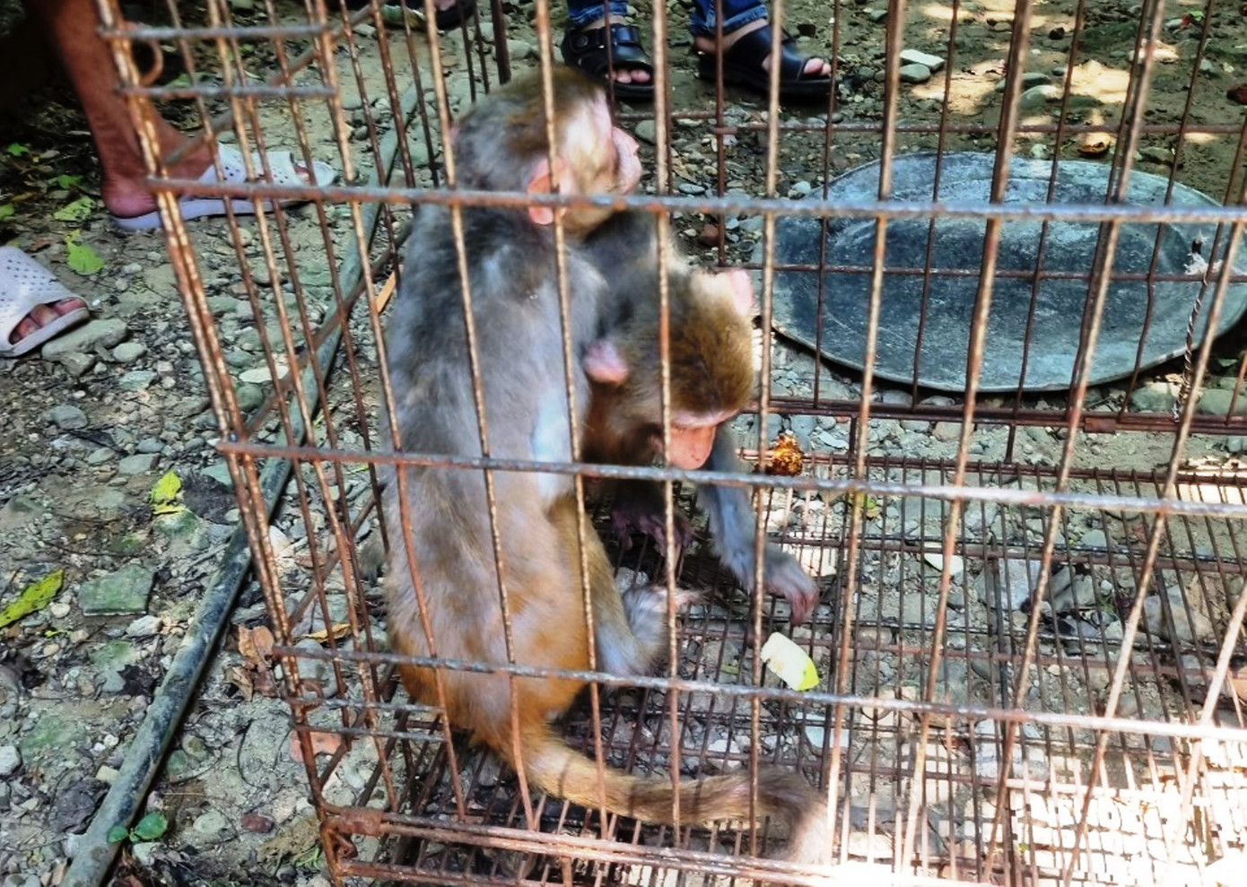 Hai cá thể khỉ vàng quý hiếm được người dân nuôi nhốt trước đó.