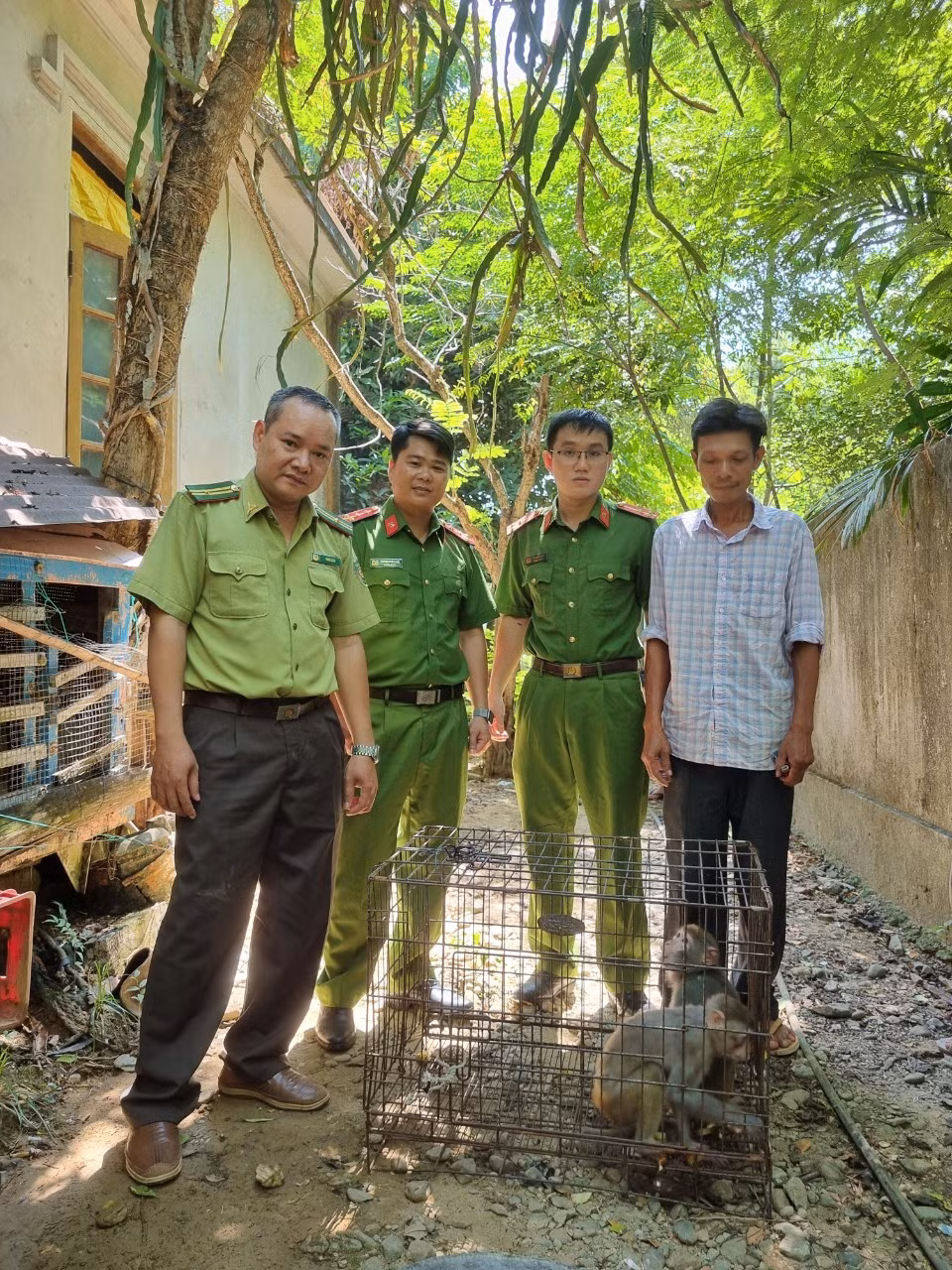 Lực lượng chức năng tiếp nhận hai cá thể khỉ vàng từ người dân để thả về môi trường tự nhiên.