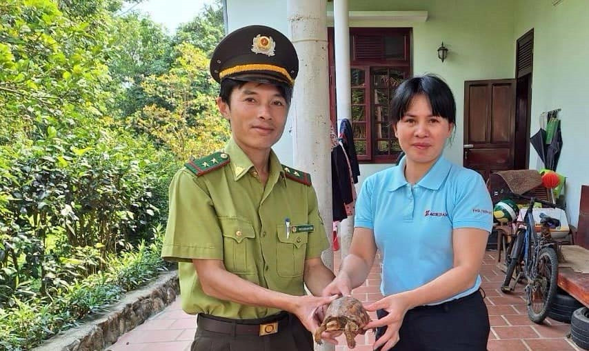 Hạt Kiểm lâm A Lưới tiếp nhận cá thể rùa hộp trán vàng miền Trung quý hiếm do người dân tự nguyện giao nộp. Ảnh: CTV