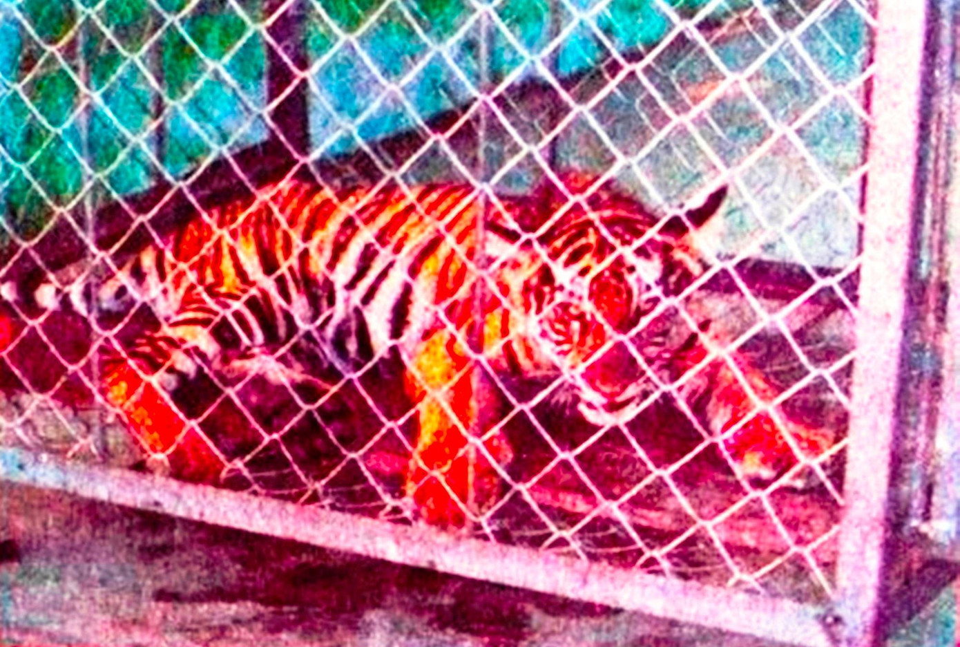 Hổ được giải cứu tại TT-Huế sau một thời gian được Kiểm lâm TT-Huế chăm sóc, nuôi nhốt (ảnh tư liệu N.Đ.A.T) Hổ được giải cứu tại TT-Huế sau một thời gian được Kiểm lâm TT-Huế chăm sóc, nuôi nhốt (ảnh tư liệu N.Đ.A.T)