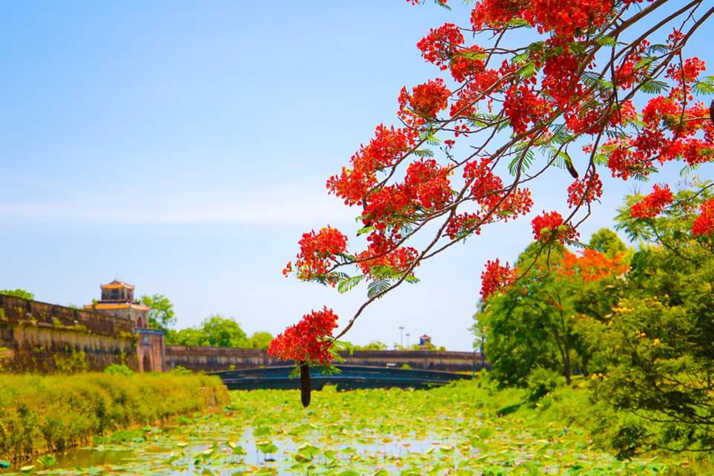 Hoa phượng rực rỡ khoe sắc như điểm tô thêm cho vẻ lãng mạn, thơ mộng của Cố đô Huế. Ảnh: Hoàng Hải