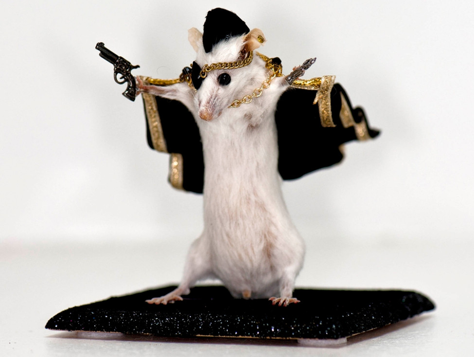 Hóa trang cho chuột như một tên cướp biển
