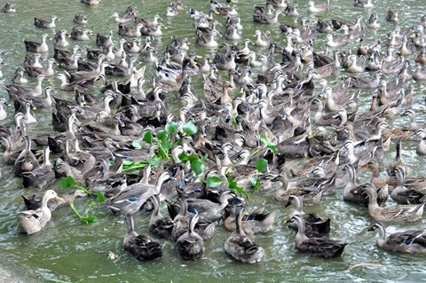 Thiên nga khác gì ngỗng, vịt trời? ảnh 1