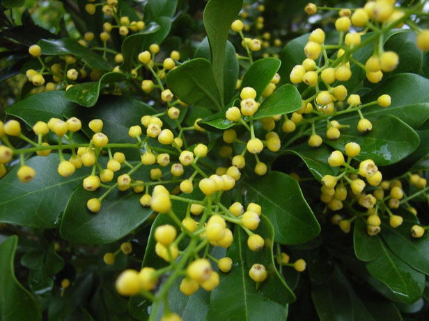 Hoa ngâu. Ảnh: Internet Hoa ngâu