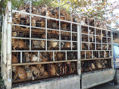 Chó nhập lậu qua biên giới mang theo hiểm họa bùng phát một đại dịch