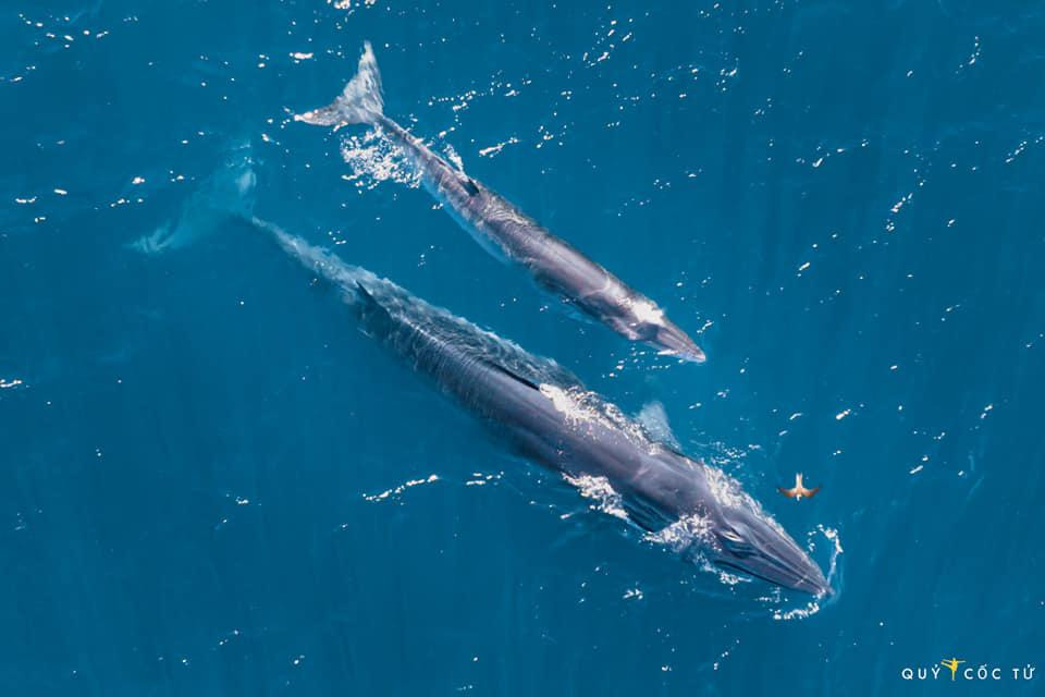 Cặp cá voi mẹ con đi săn mồi trên vùng biển Đề Gi. Ảnh: Quỷ Cốc Tử