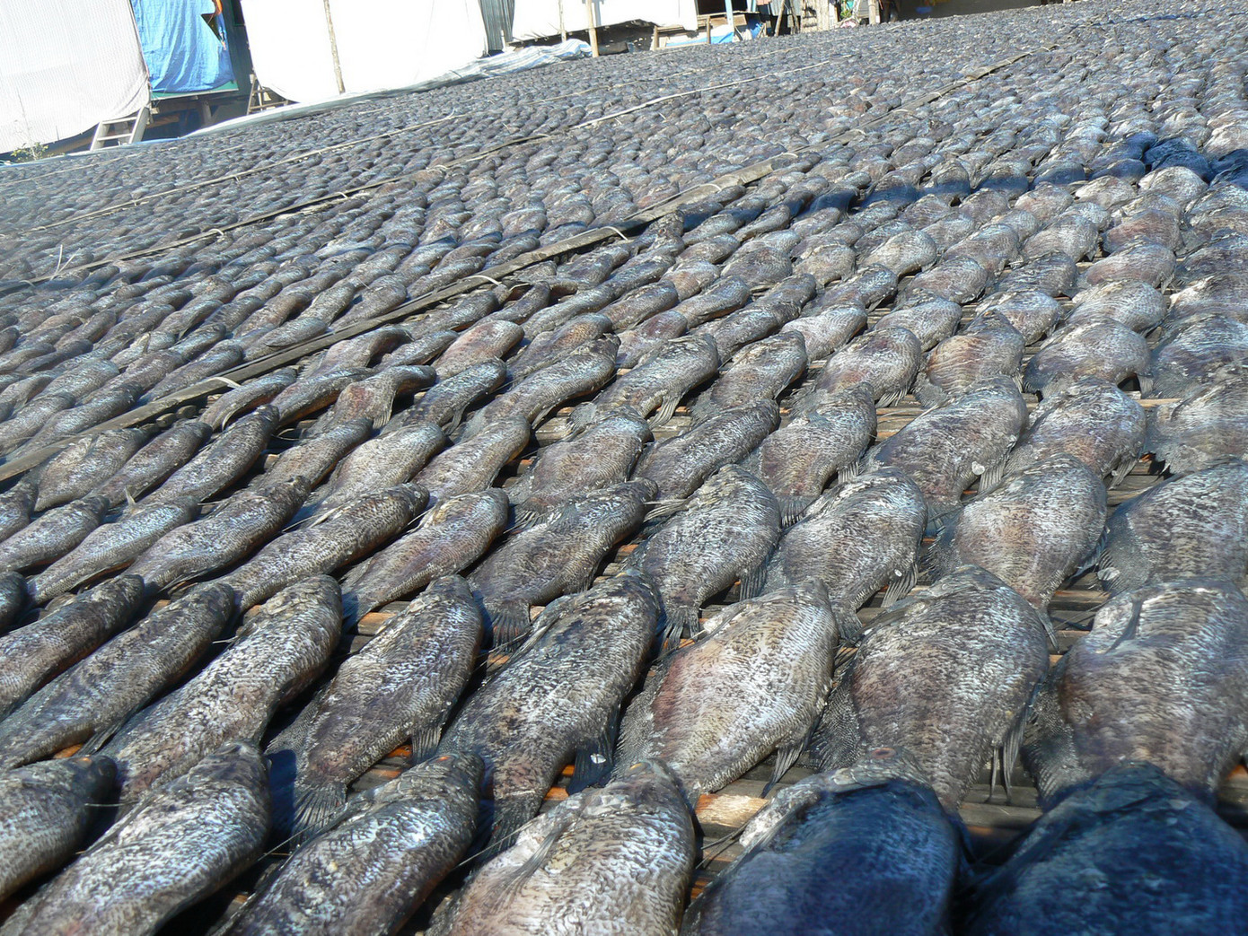 Phơi khô sặc rằn Khánh An. Ảnh: Tùng Huyên. Phơi khô sặc rằn Khánh An Ảnh: Tùng Huyên